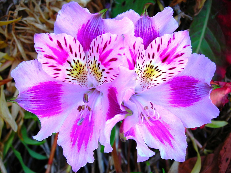 Alstroemeria florecida.