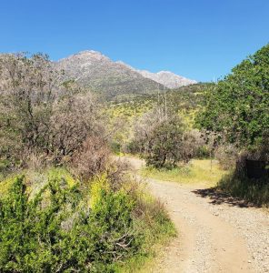 Sendero de tierra rodeado de vegetación nativa en un entorno montañoso bajo un cielo despejado, ideal para senderismo en los cerros de Santiago.