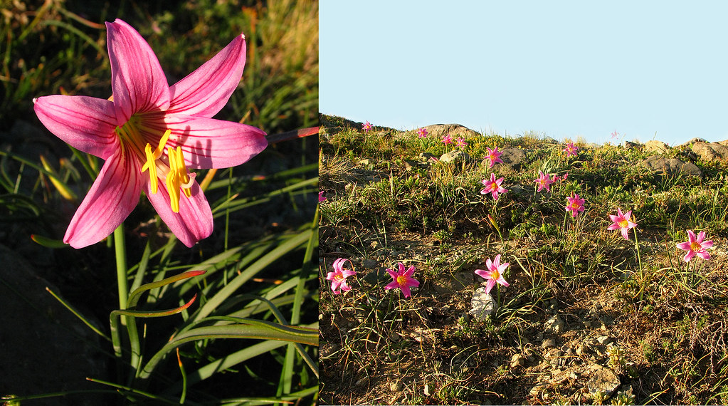 Una es la flor de cerca, mientras que la imagen de la derecha es un prado de añañucas. 