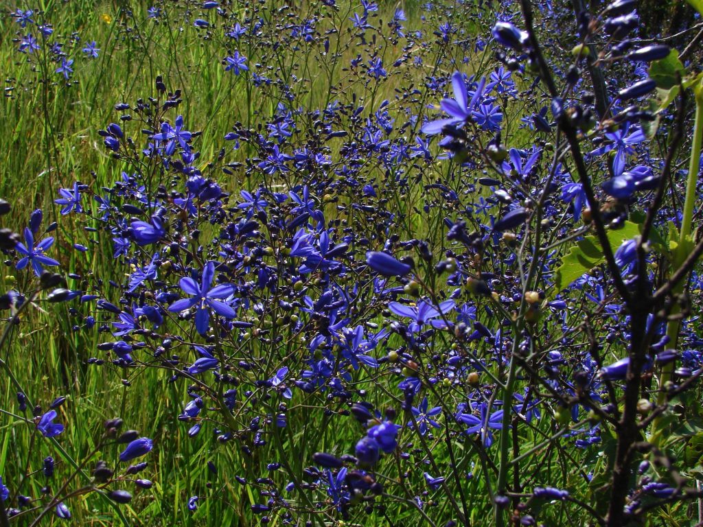 Prado verde de azulinos florecidos. 