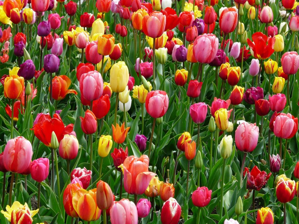 Flores típicas de Chile: dónde encontrarlas en Santiago