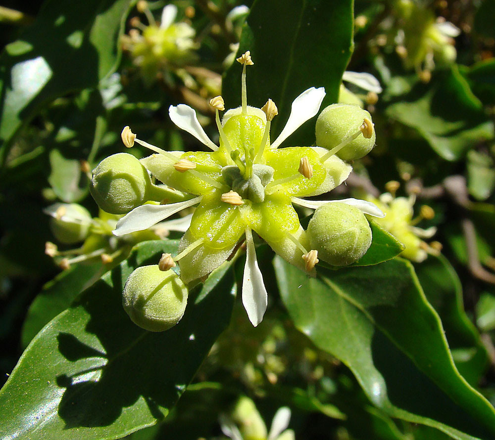 Flor Quillay florecida.